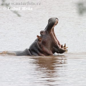 hippopotamus-05a21021.jpg