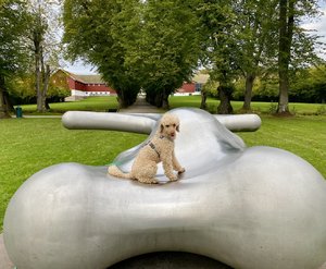 IMG_9240.jpeg