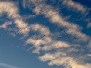 IMG_1306.jpeg