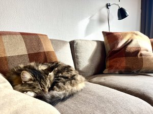 06482CB0-81DC-4C30-ACD0-70C32FA9107F.jpeg