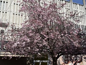 IMG_1095.jpeg