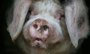 Pig-food-safety-scare-007.jpg