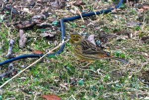 DSC_0109.jpg