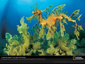 leafy-sea-dragon-ocean-pobook006-sw.jpg