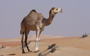 dromedary_1.jpg