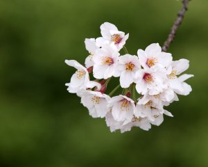 Sakura III.jpg