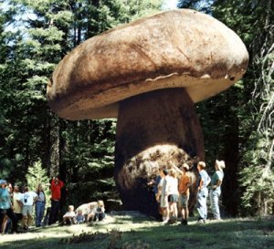 giant-mushroom-oregon.jpg