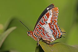 250px-Charaxes_brutus_natalensis.jpg