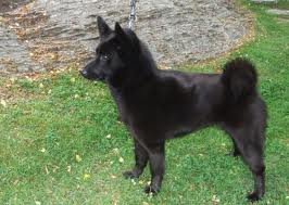 norsk svart elghund.jpg