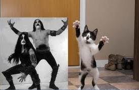 metalcat.jpg