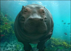 _42131086_hippo_416.jpg