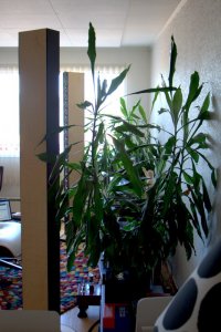 Planter.jpg