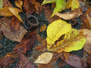 IMG_0705 (Medium).JPG