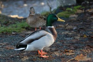 DSC_0008 (Medium).JPG