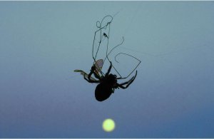 spider.jpg