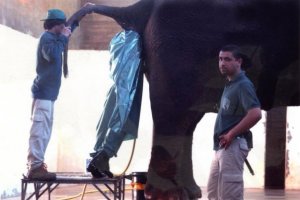 man-in-elephant-ass.jpg