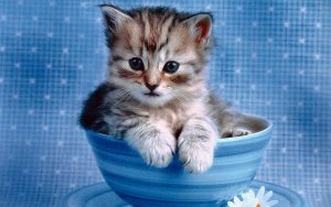 Cute-Kitten-Wallpaper-kittens-16094683-1280-800.jpg