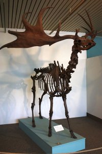 800px-Überseemuseum_Bremen_2009_250.JPG