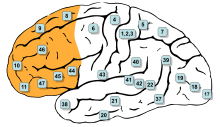 220px-Gray726-Brodman-prefrontal.svg.png