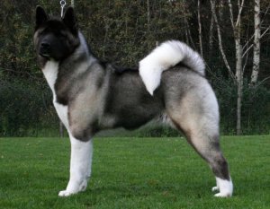 American-akita.jpg