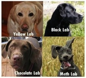 labrador.jpg