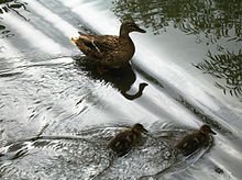 220px-Anas_platyrhynchos_with_ducklings_reflecting_water.jpg
