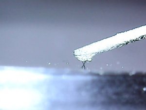 VdH Grasshopper på plass.jpg
