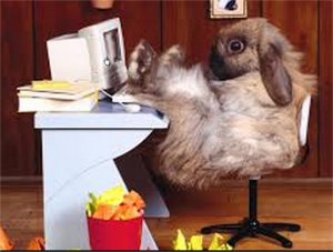 bunny.jpg