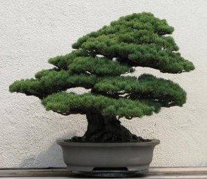 Japanese_White_Pine,_unknown-2007.jpg