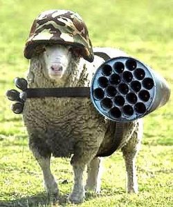 military-humor-funny-sheep-where-is-big-bad-wolf.jpg