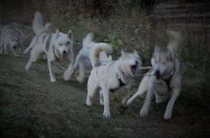 husky ghost 2.JPG