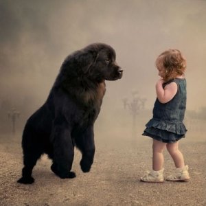 bb7fc868d21bd26e2338064c8a008001_weve-come-a-long-way-since-the-baby-and-newfoundland-dog-fight.jpeg