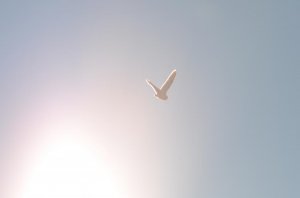 DSC_0977.jpg