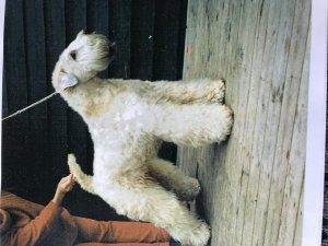 IMG_0376.jpg
