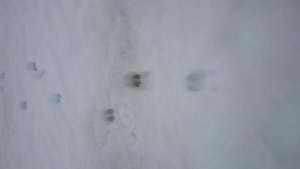 DSC_1715.jpg