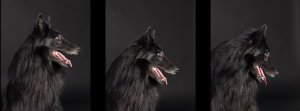 StudioDog.JPG