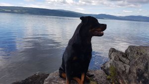 ze dog.jpg