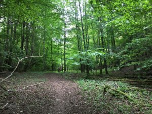 IMG_1170.jpg