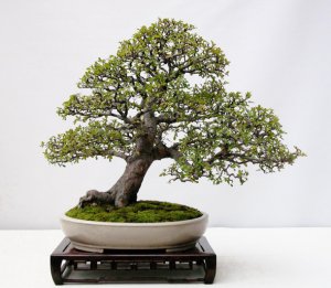 bonsai-01.jpg