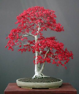 bonsai-06.jpg