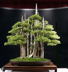 be4ba88bed7fa02493876541c1ecfe4f--bonsai-forest-bonsai-art.jpg