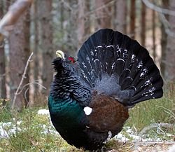 Capercaillie_(8751340764).jpg