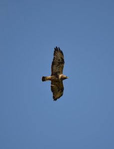 DSC_0135.jpg