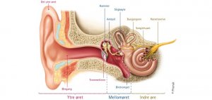 oretsanatomi-726x340.jpg