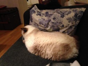 IMG_1494.jpg
