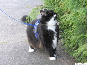 o-CAT-ON-LEASH-570.jpg