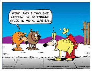 08d4704bcd2d30ef9529d5eaba9f44f2--funny-dog-pictures-dog-humor.jpg