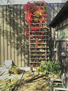 høst 3.jpg