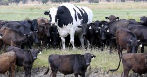 countryside-nature-grassland-outdoors-field-herd-angus-bull-mammal-cattle-animal-cow.jpg