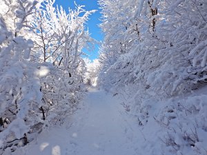 winter-881834_640.jpg